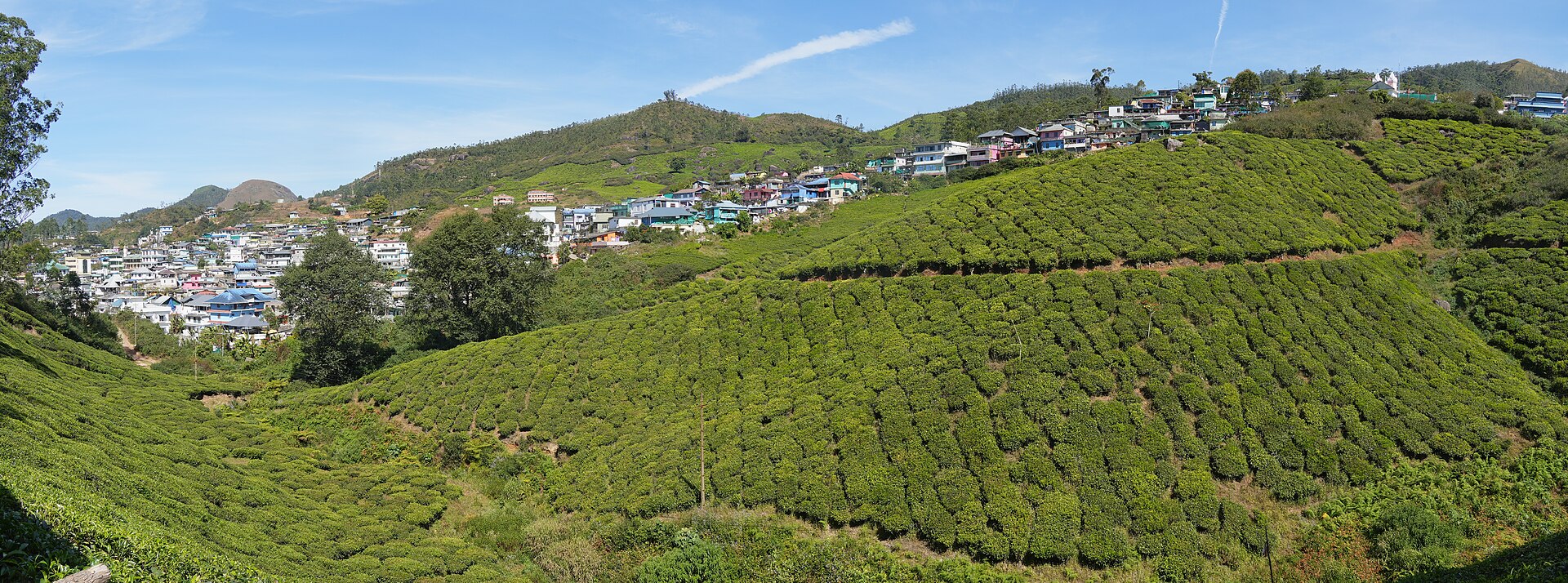 Munnar - Tea Plantations — photograph by Ingo Mehling